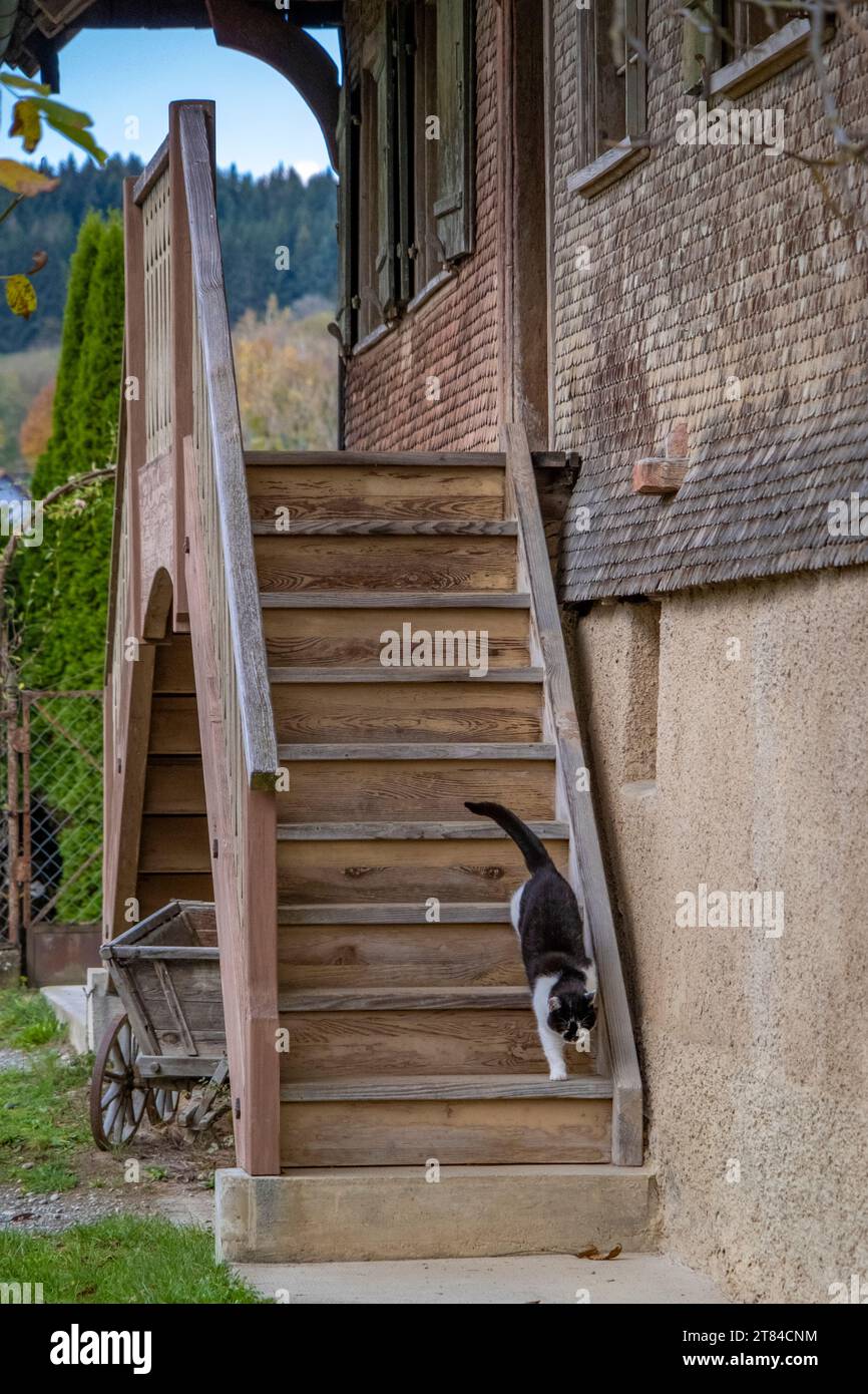 Treppe mit einer Katze auf dem Bauerndorf in Deutschland Stockfoto