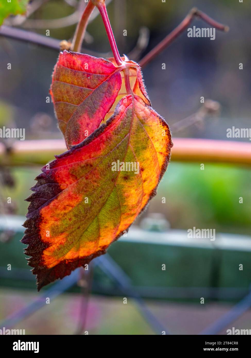 Bunte Pflanzen und Blumen in einem Bauerndorf in Deutschland Stockfoto