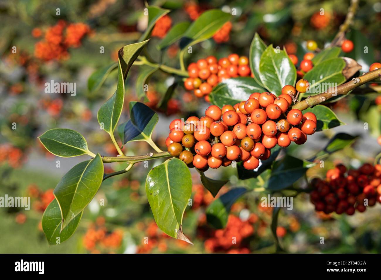 stechpalmenbeeren in West Norfolk, East Anglia, Großbritannien Stockfoto