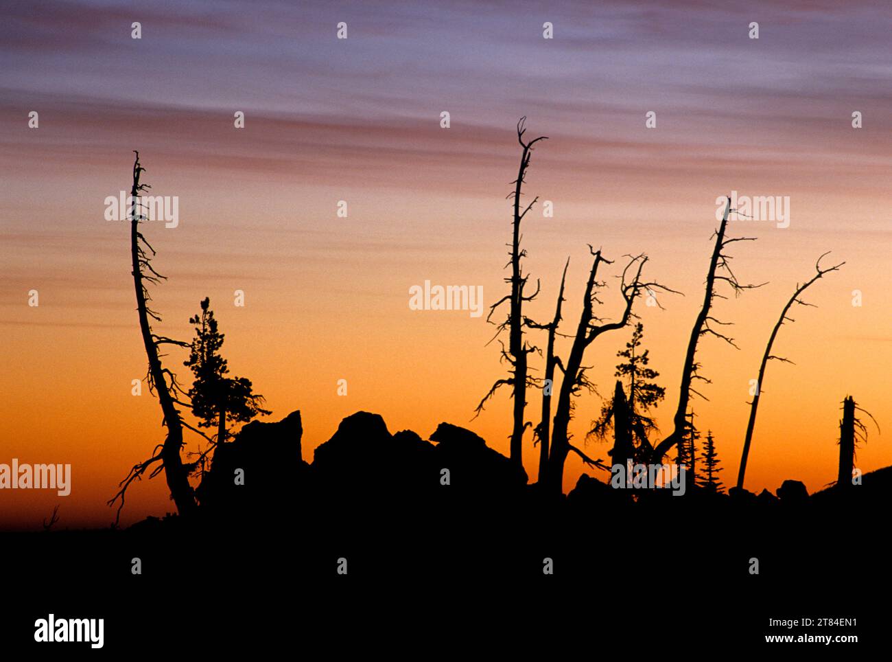 Genießen Sie den Sonnenaufgang vom Lava River Trail, McKenzie Pass–Santiam Pass National Scenic Byway, Deschutes National Forest, Oregon Stockfoto