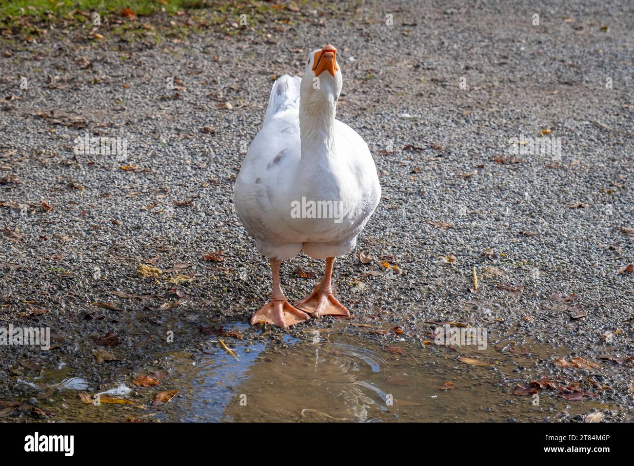 Gans und Huhn in einem Bauerndorf in Deutschland Stockfoto