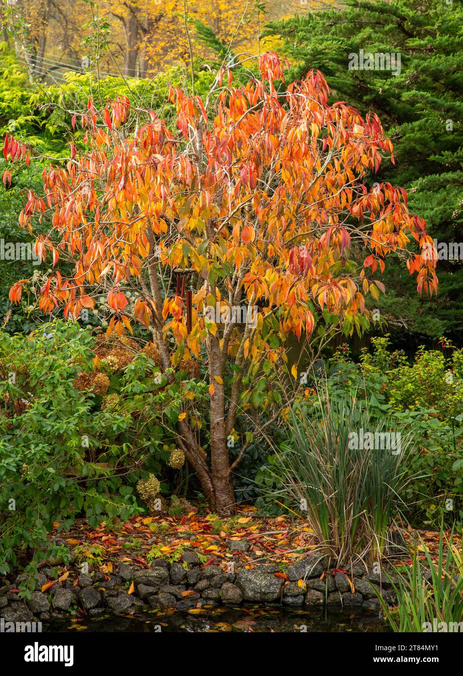 Orange und rote Herbstblätter auf einer Zierkirsche am Rand eines Gartenteichs, Devon UK Stockfoto