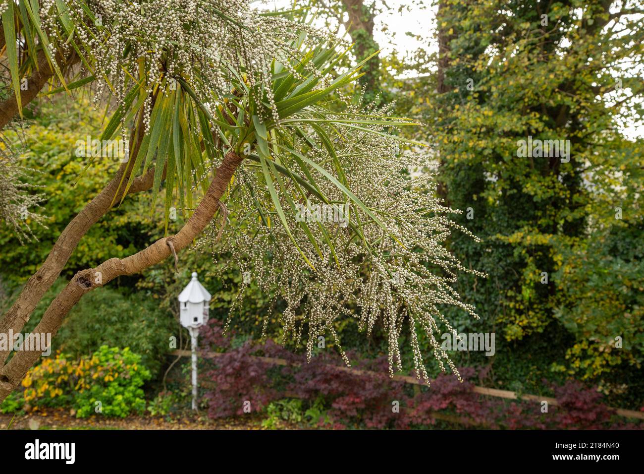 Weiße Beeren oder Samen auf den Zweigen von Cordyline Australis (Torbay Palm), die in einem Devon-Garten wachsen.Kohl Palme, Kohl Stockfoto