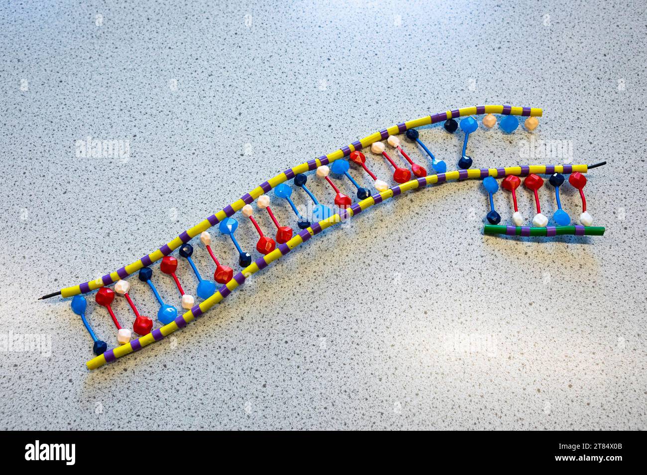 Plastisches Modell eines DNA-Strings Stockfoto