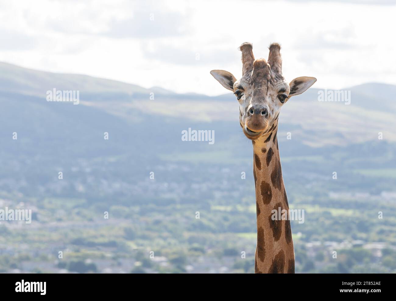 Giraffen-Porträt im Edinburgh Zoo mit den verschwommenen Hügeln im Westen Edinburghs im Hintergrund, Edinburgh, Schottland Stockfoto