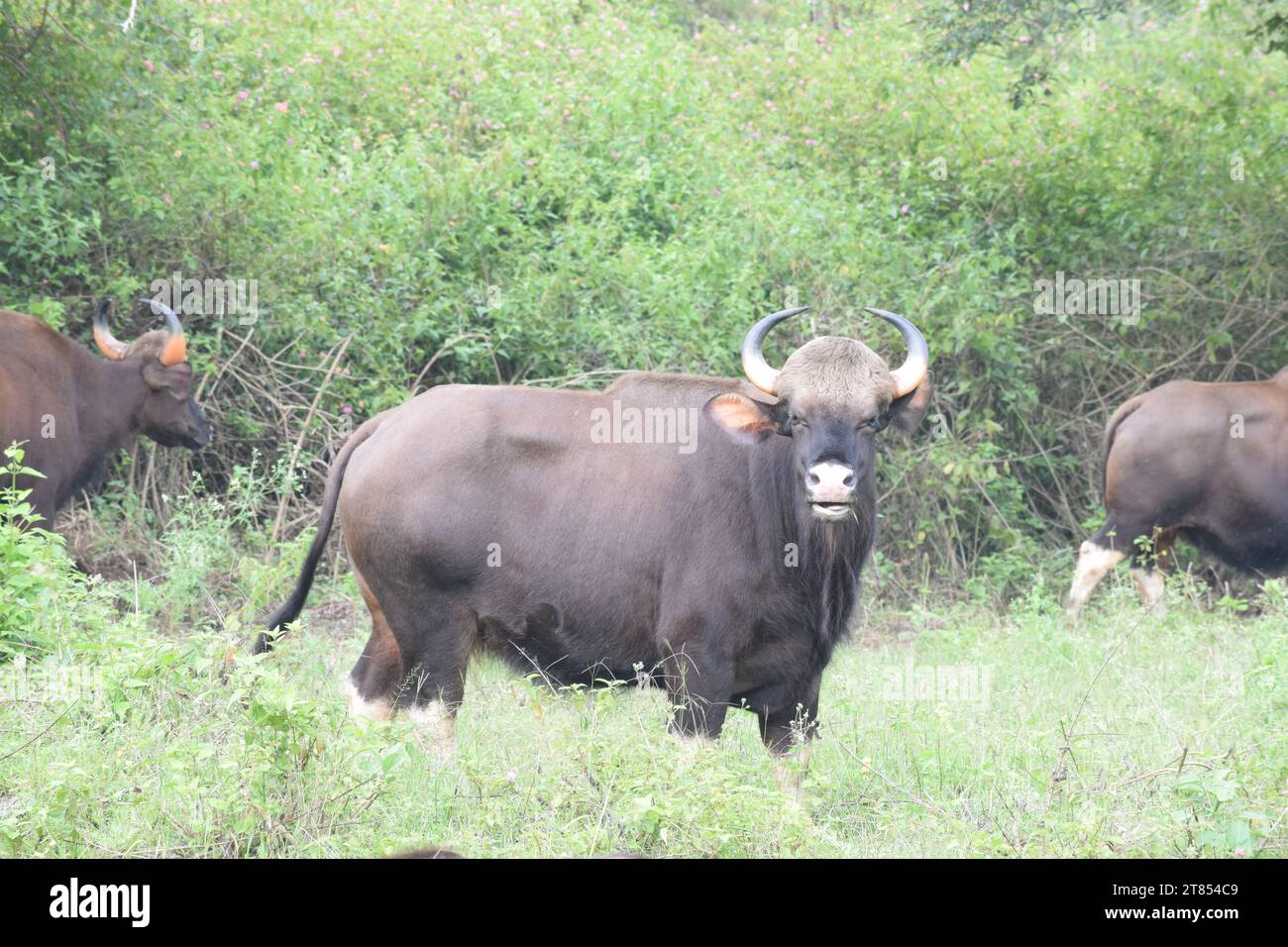 Ein indischer gaur-Bison schaut direkt in die Kamera und denkt, was er mit uns machen soll Stockfoto