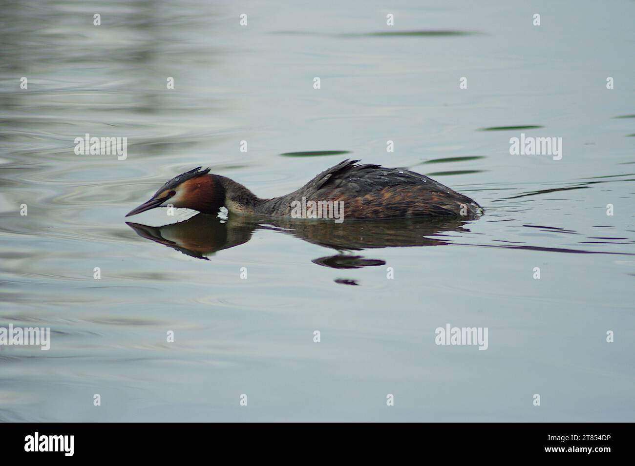 Great Crested Grebe Stockfoto