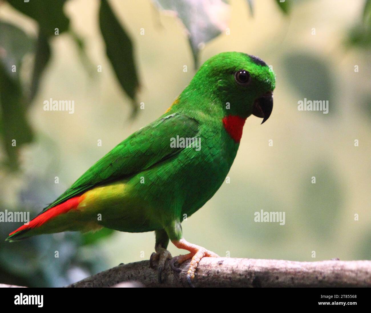 Der Blaukronen-Hängepapagei (Loriculus galgulus) ist ein kleiner, hauptsächlich grüner Papagei, der in bewaldeten Tiefländern in Südbirma und Thailand, Malaya, Stockfoto