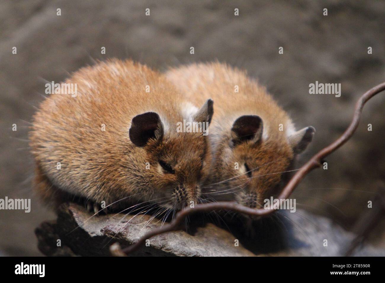 Die goldene Stachelmaus (Acomys russatus) zählt zur Ordnung Rodentia, Familie echter Mäuse Stockfoto