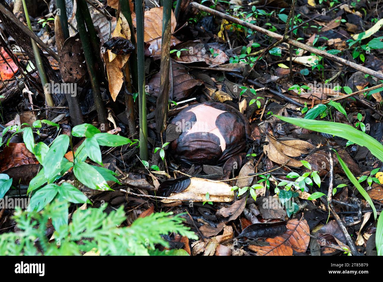 Rafflesia-Blütenknospen im natürlichen Lebensraum Stockfoto