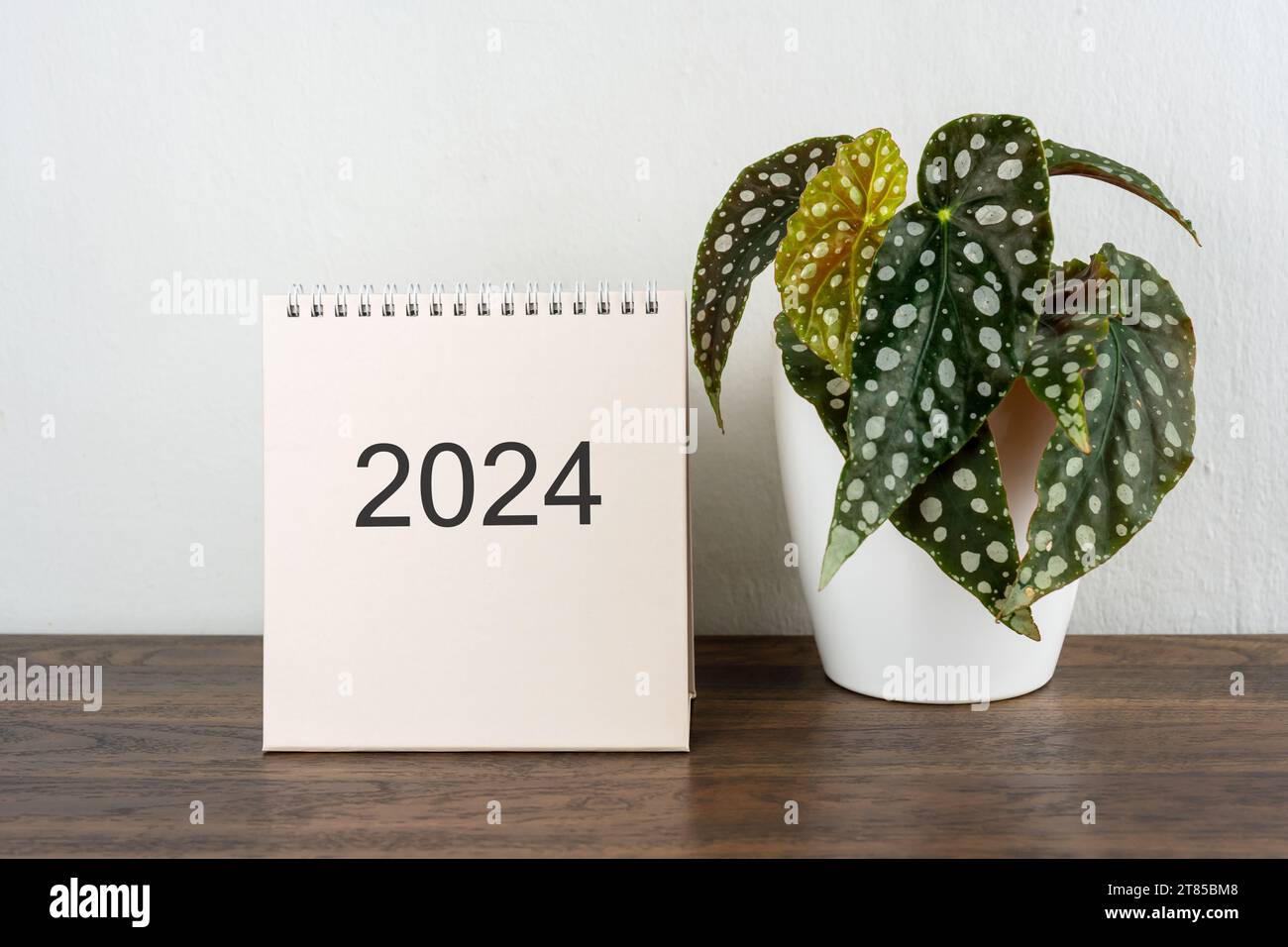 Schreibtischkalender 2024 mit Begonia maculata Polka Dot Stockfoto