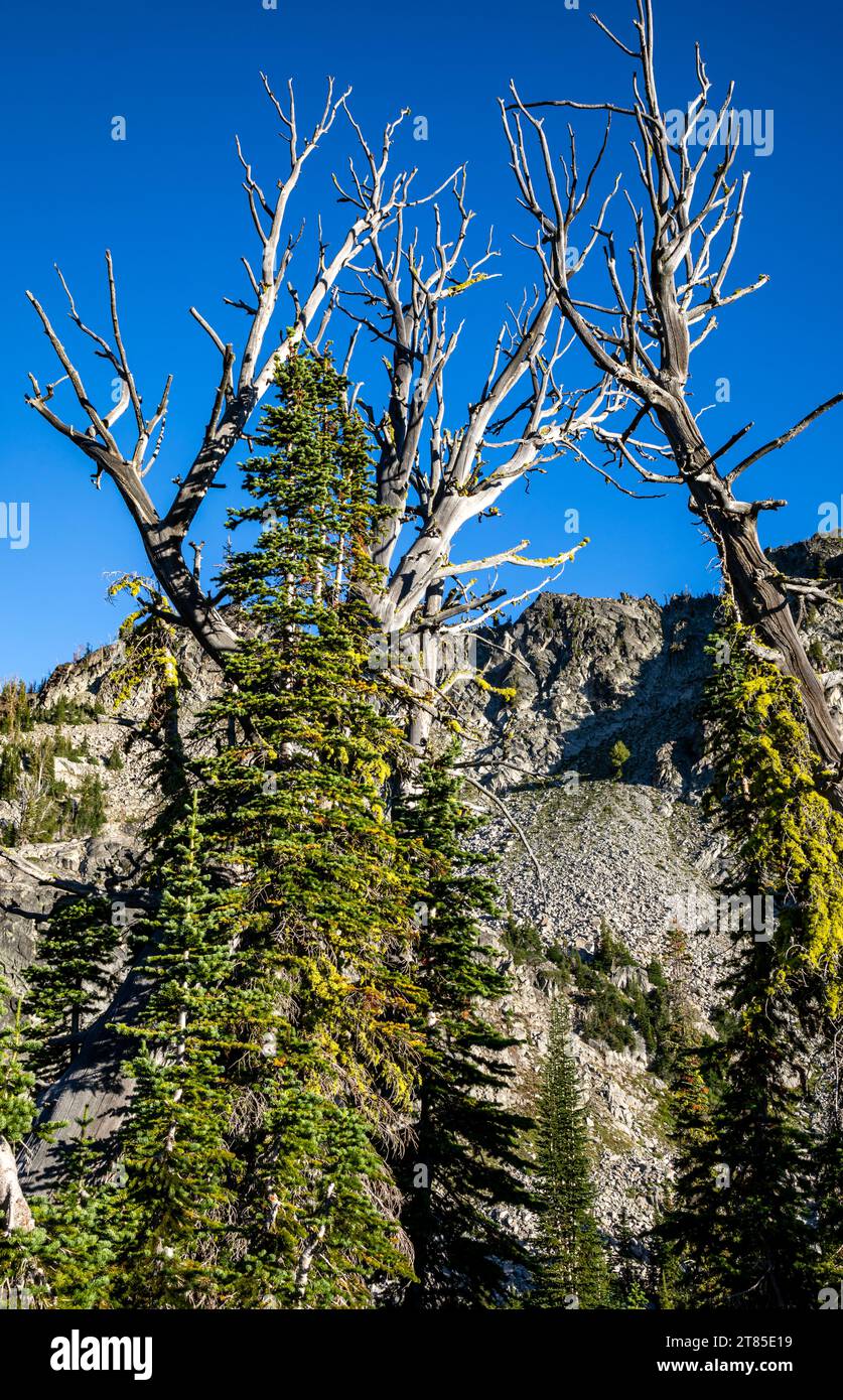 OR02787-00...OREGON - komplizierte Verzweigungsmuster toter und lebender Bäume am Lower Laverty Lake in der Eagle Cap Wilderness. Stockfoto