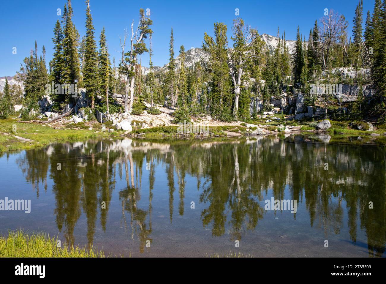 OR02796-00...OREGON - Bäume spiegeln sich im Mirror Lake im Lakes Basin Area der Eagle Cap Wilderness. Stockfoto