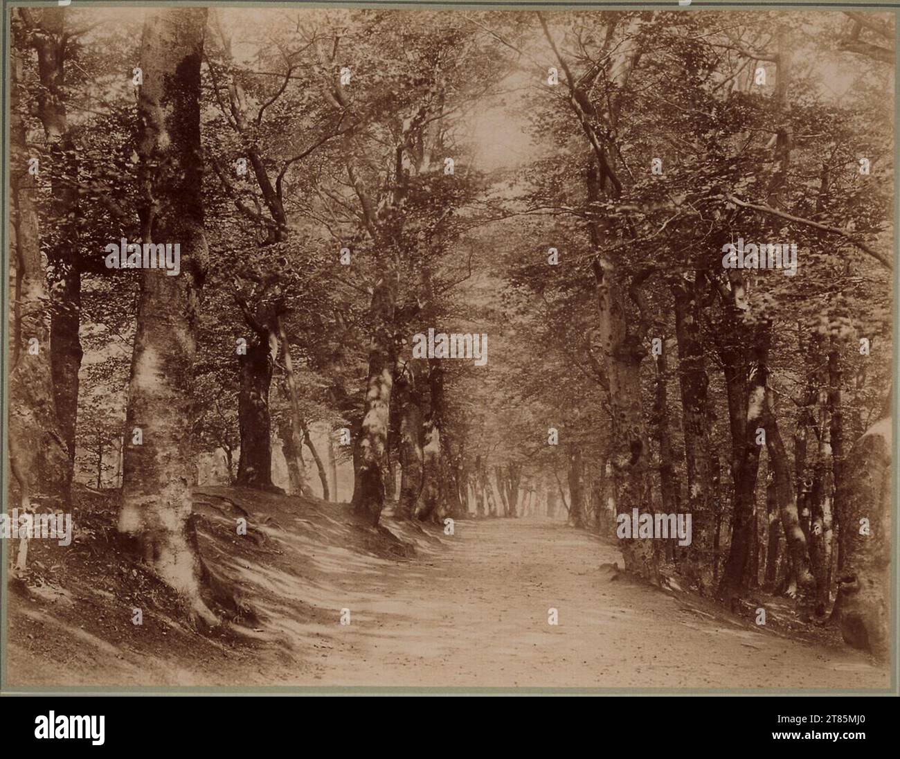 Johann Friedrich Schmidwald im Landesinneren. Albuminpapier, auf der Schachtel um 1895 Stockfoto