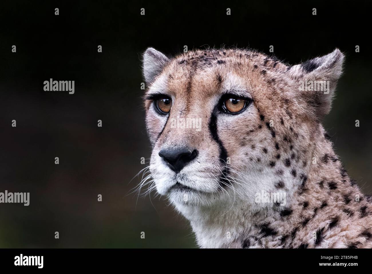 Weiblicher Gepard (Profil) Stockfoto