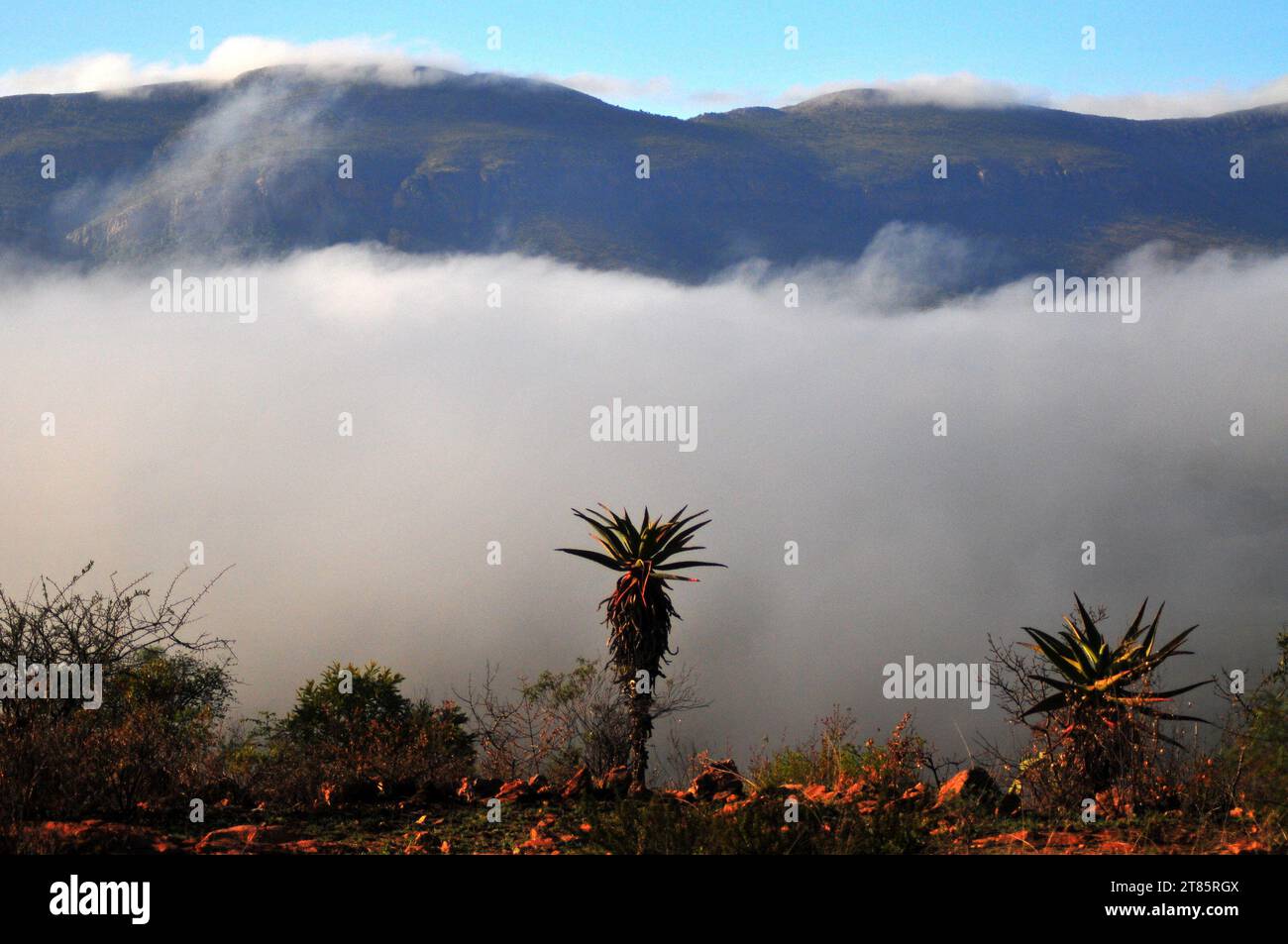 Während die Welt gegen den Klimawandel kämpft, bedeckt Nebel das Dorf Maja am Rande des Drakensbergs in Limpopo, Südafrika als Wettermuster Stockfoto