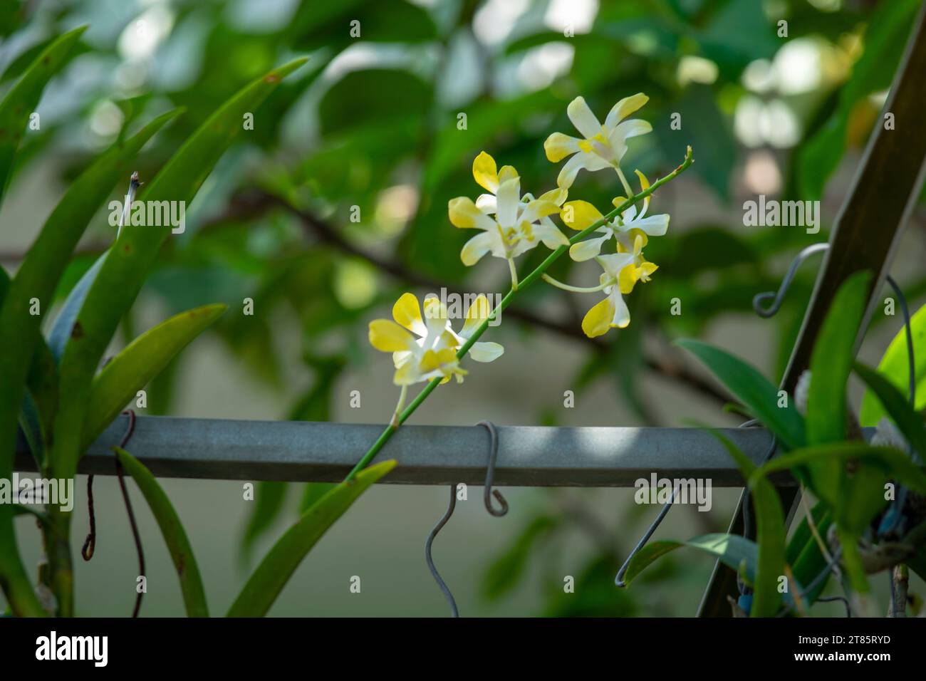 Ungewöhnlich schöne gelbe Blütenblätter im Garten gelbe Blütenblätter blühen im kommenden Frühling Stockfoto