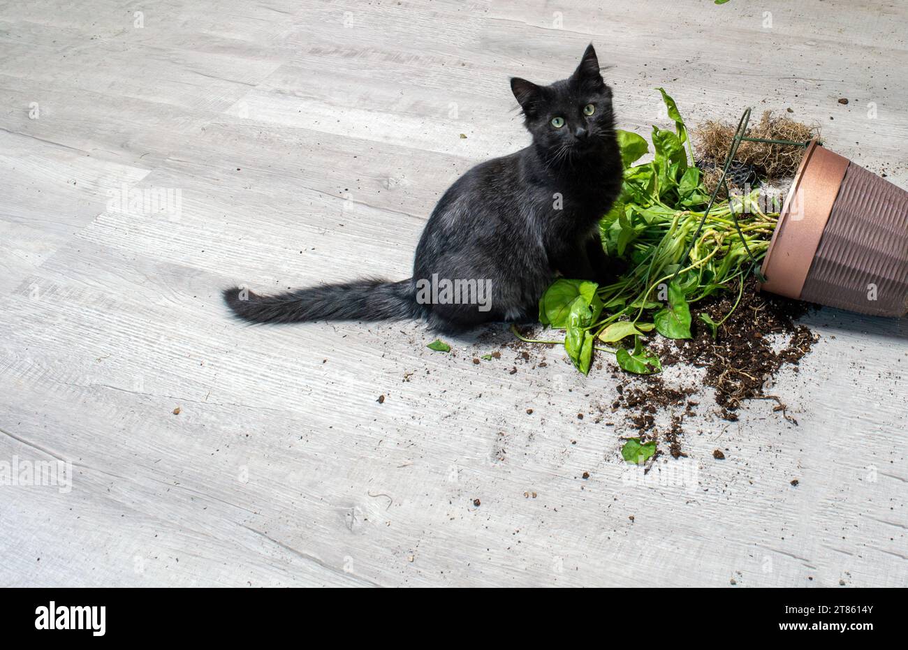 Diese schwarze Hauskatze hat ein großes Chaos angerichtet, indem sie die hübsche Arrowhead-Hauspflanze umwarf und Schmutz über den grauen Boden verschüttete. Stockfoto
