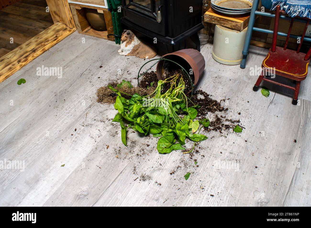 Umgeben von einem Raum mit verschiedenen Erbstücken und Sammlerstücken stürzte die Arrowhead-Pflanze auf den Boden und verursachte ein schmutziges Chaos. Stockfoto