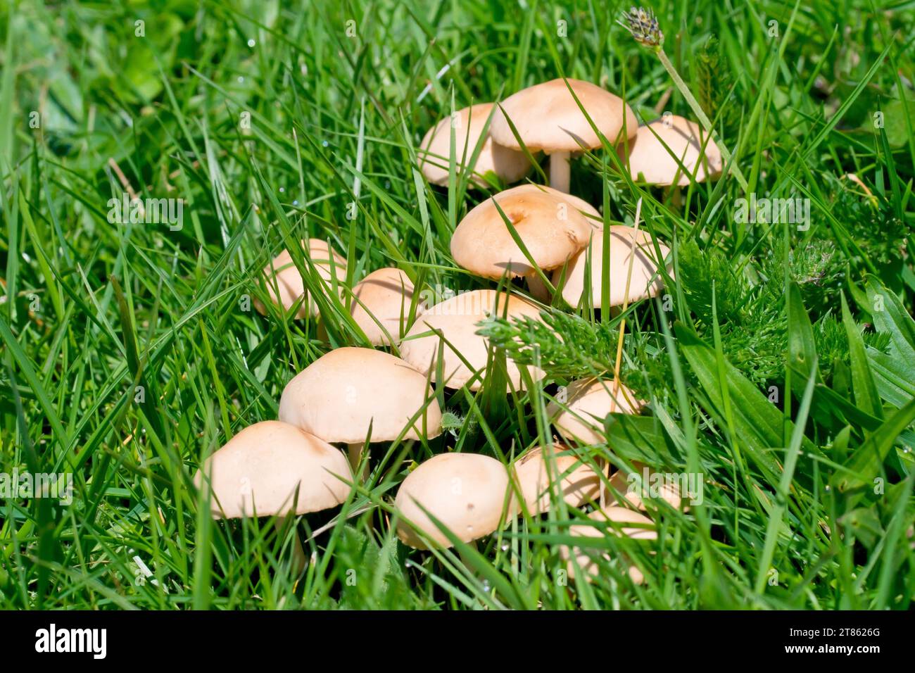 Nahaufnahme einer Ansammlung blassbrauner Pilze, Fruchtkörper von Pilzen, die durch das Gras eines lokalen Parks ragen. Stockfoto