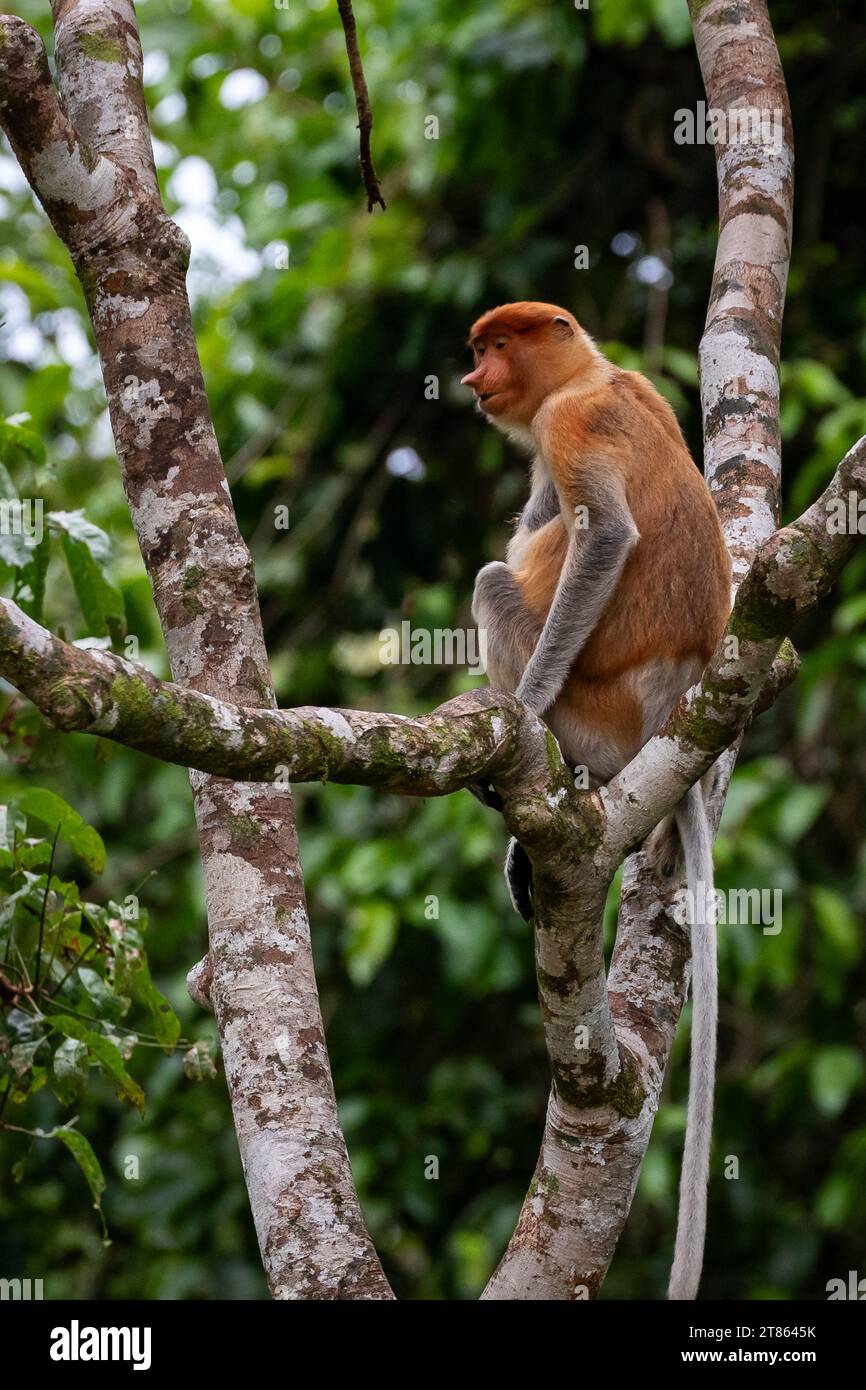 Weibliches Proboscis-Affen, Nasalis larvatus, sitzt in einem Baum im Regenwald von Borneo Stockfoto