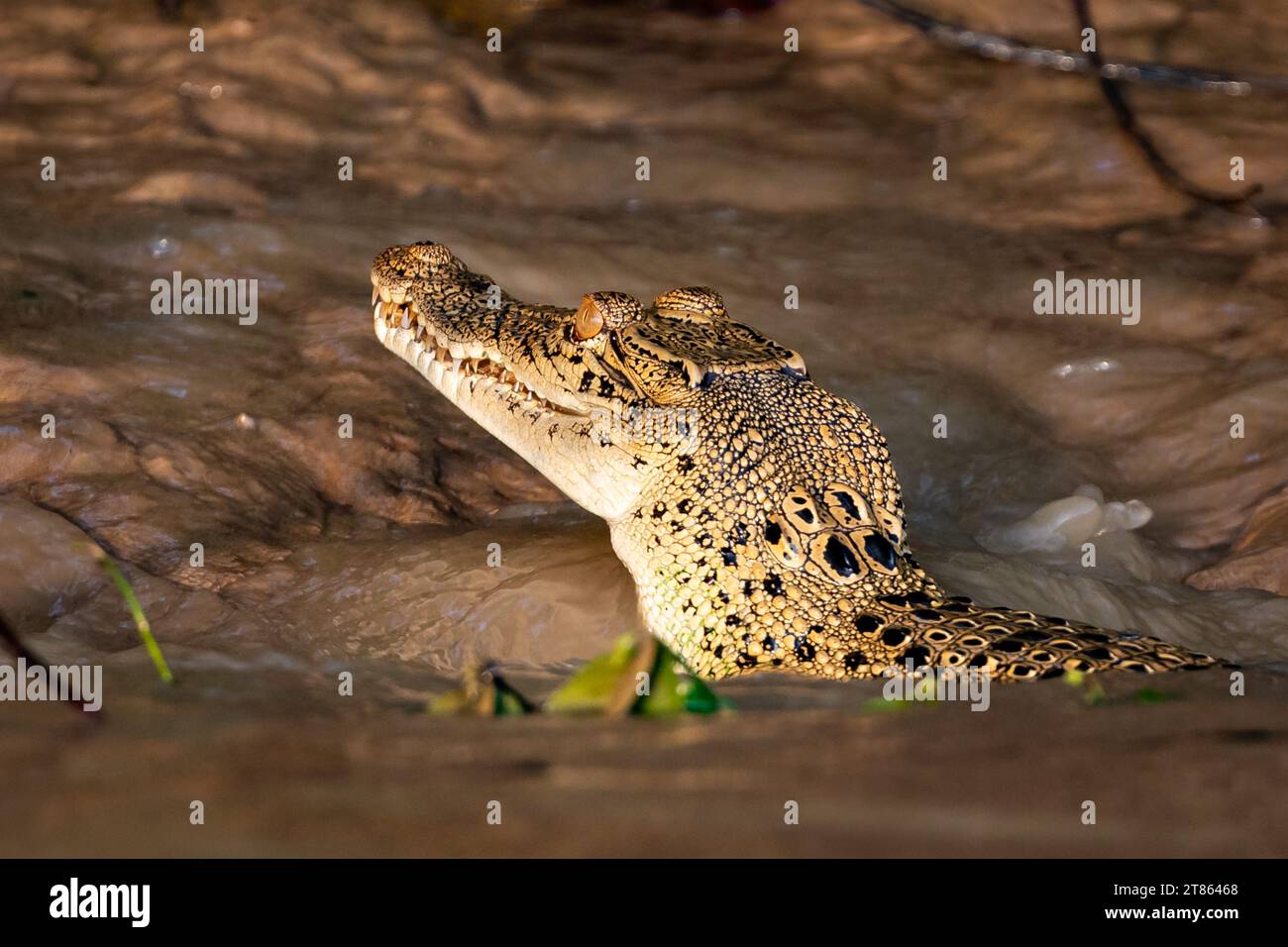 Das Borneo-Krokodil, Crocodylus raninus, taucht am Ufer eines schlammigen Flusses im Regenwald auf Stockfoto