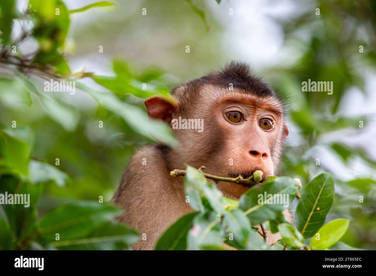 Nahaufnahme von Makaken, Macaca, die Beeren auf Baumkronen des Regenwaldes von Borneo essen Stockfoto