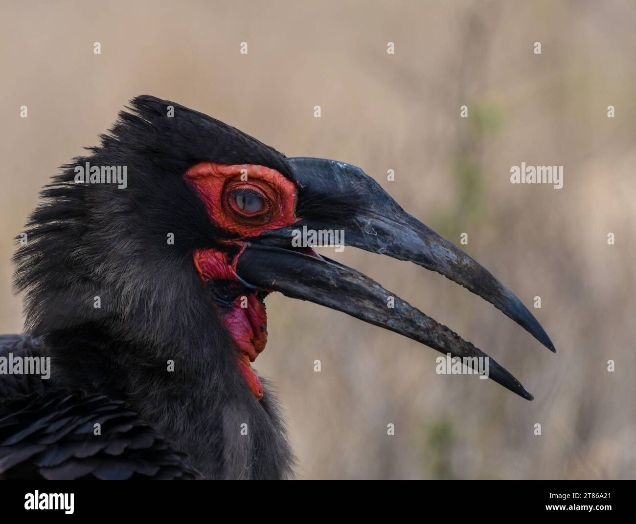 Südlicher Hornvogel im Kruger-Nationalpark Südafrika Stockfoto