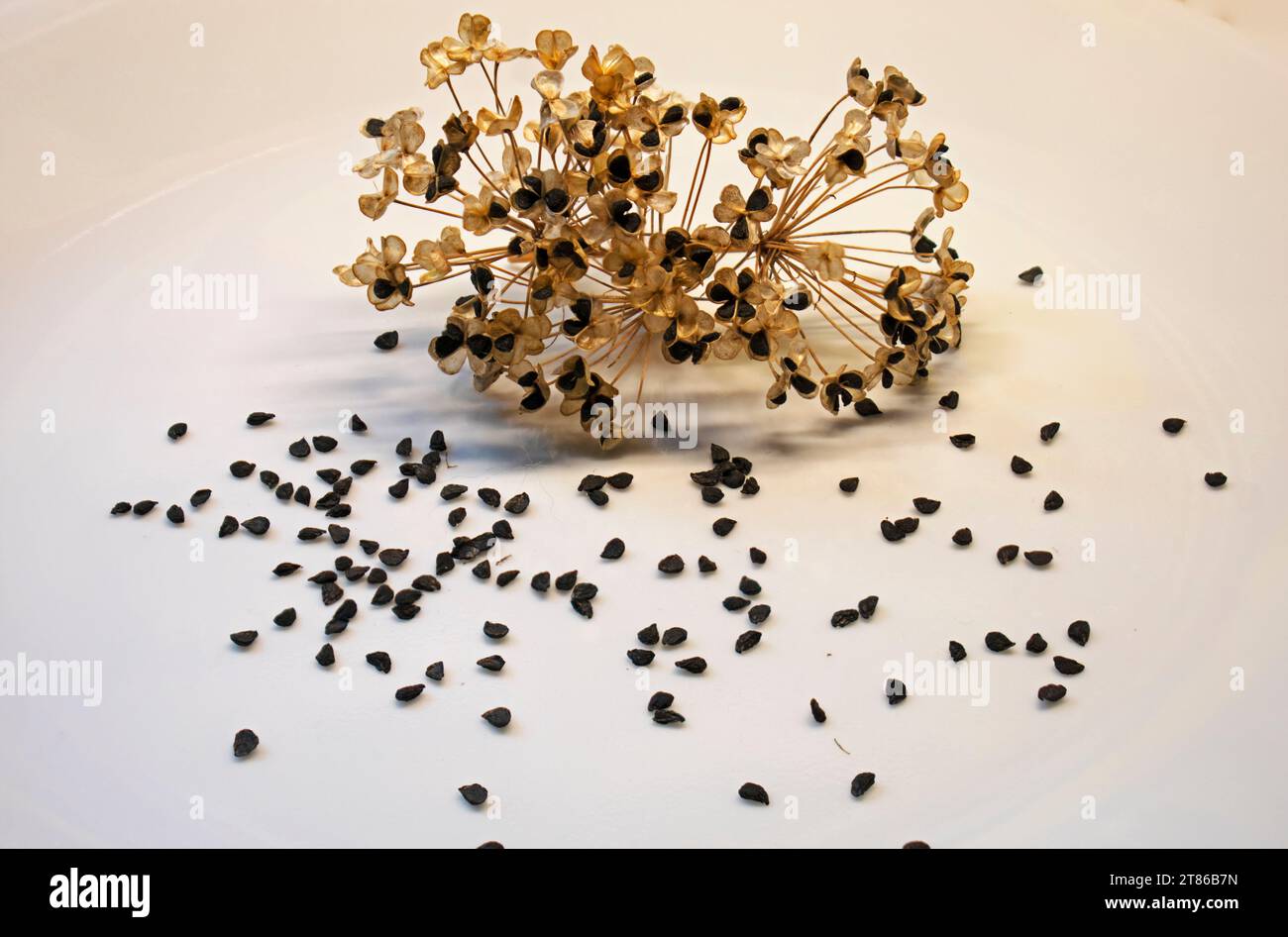 Der getrocknete Blumenkopf und Samen von Allium tuberosum, auch bekannt als Chinesischer Schnittlauch und KnoblauchSchnittlauch -02 Stockfoto