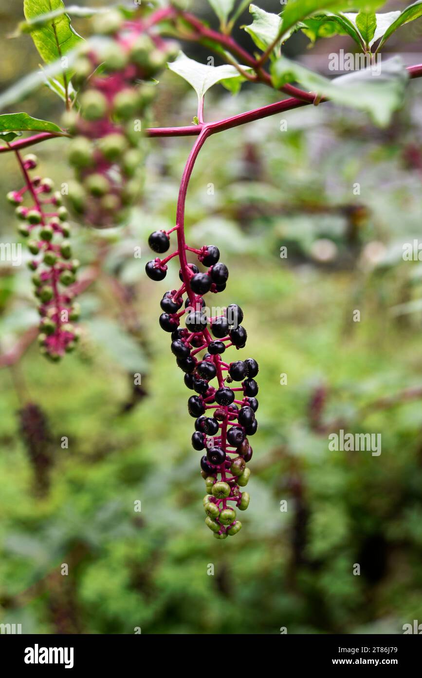 Nahaufnahme von Beeren auf einer Poke-Pflanze (Phytolacca Americana), die auf einem Hof in Abingdon, Virginia, wächst. Stockfoto