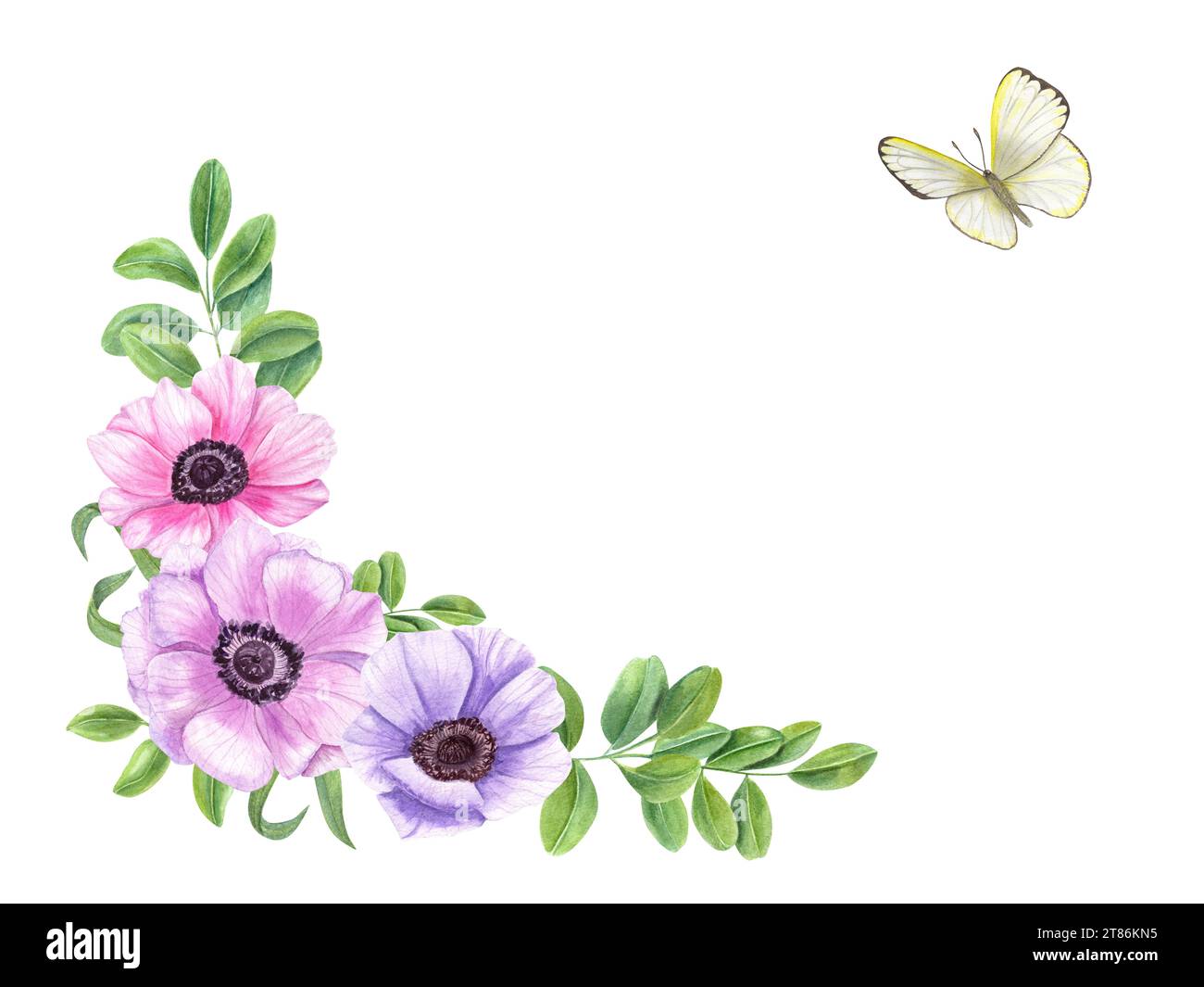Blumengestell mit Anemonenblume, grünen Blättern und Schmetterling. Clitoria, Akazie oder Teeblatt. Weißkohl. Leerzeichen für Text. Aquarellabbildung. Stockfoto
