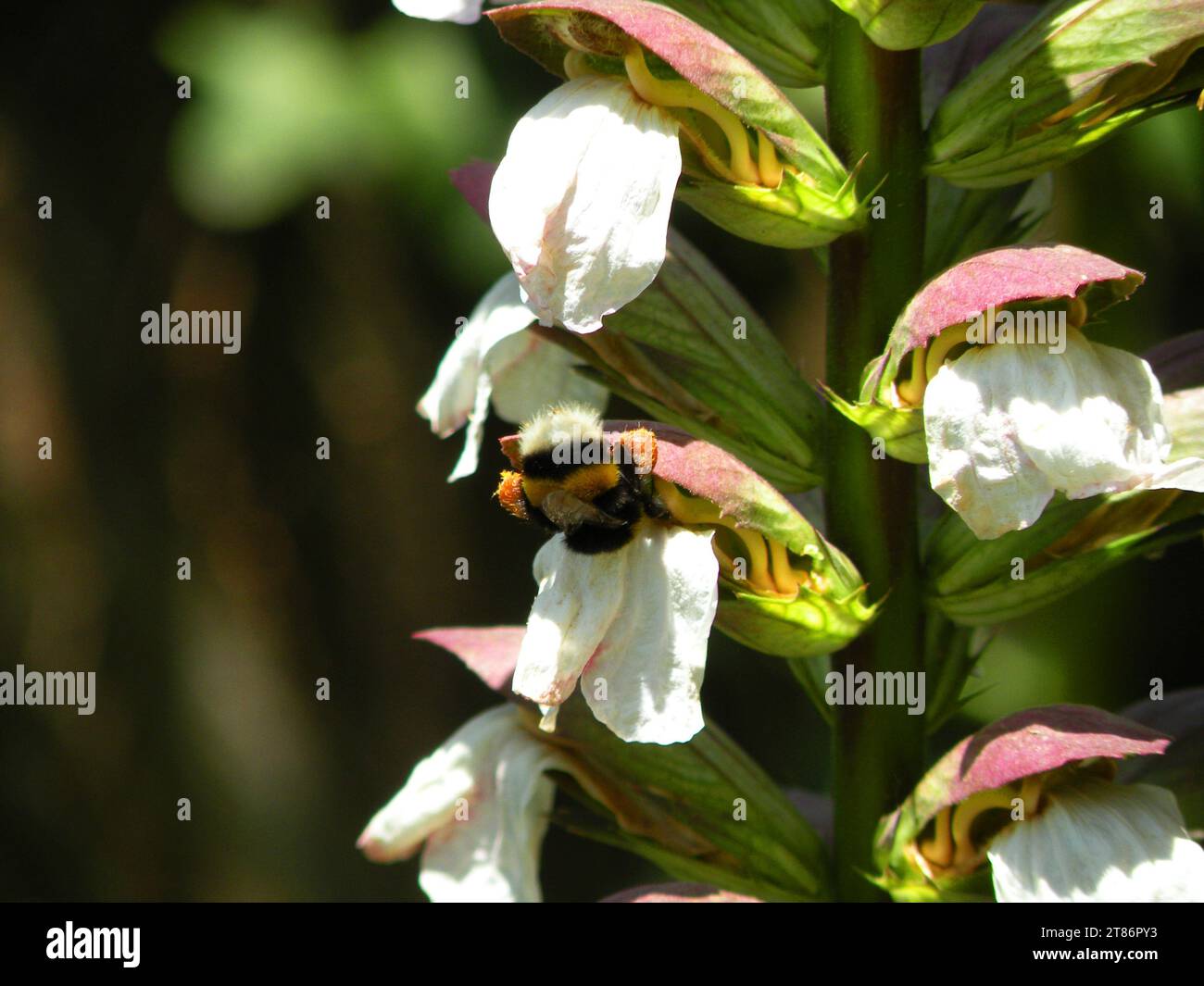 Detail einer Blume mit Bienenbestäubung Stockfoto