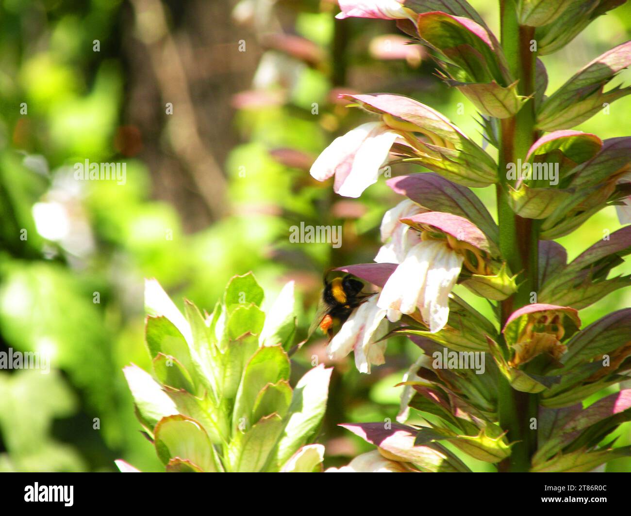 Detailliertheit einer Pflanze mit Bienenbestäubung Stockfoto