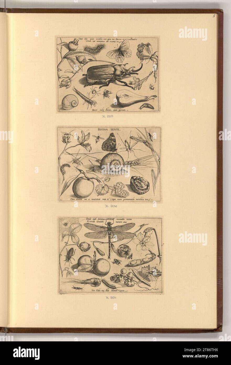 Jacob Hoefnagel (Gravierer) verschiedene Insekten und Pflanzen. Kupferstich 1592 , 1592 Stockfoto