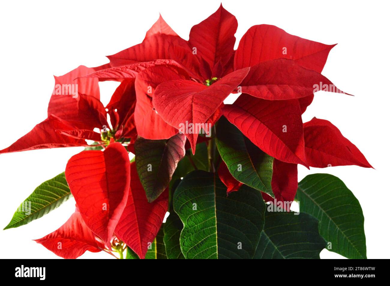 Rote Weihnachtsstern-Blume isoliert auf weißem Hintergrund, Nahaufnahme Stockfoto