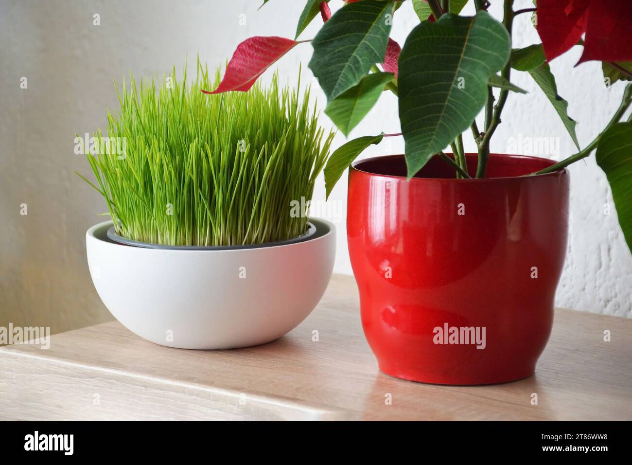 Weihnachtliches Weizengras und Weihnachtsstern im Topf Stockfoto