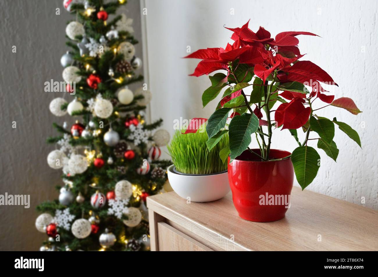 Weihnachtsstern Blume im Blumentopf, Weihnachtsweizengras und Weihnachtsbaum im Hintergrund Stockfoto