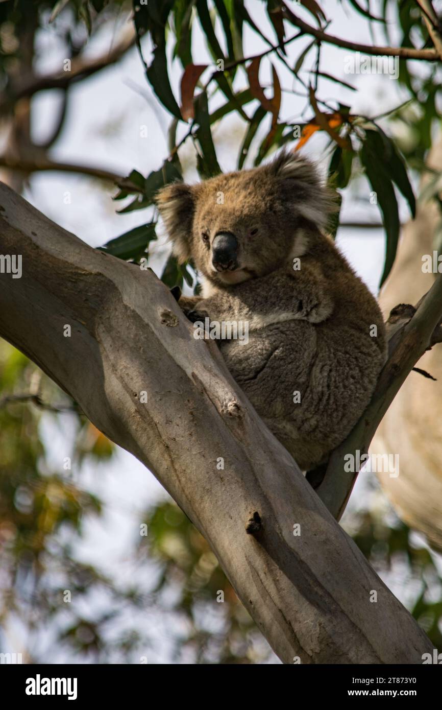 Koala im Great Otway National Park Stockfoto