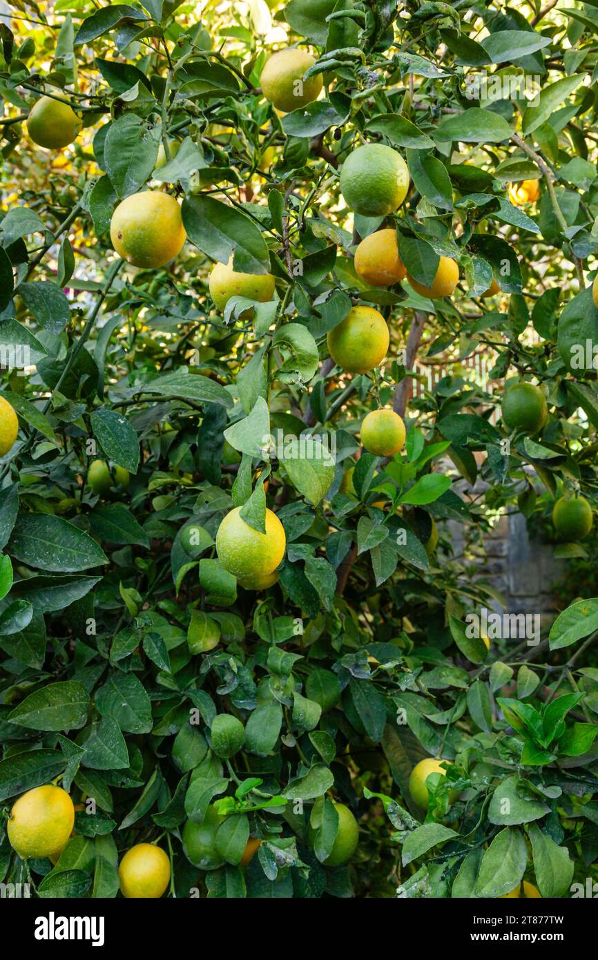 Ein produktiver Zitronenbaum mit vielen Zitronen an den Zweigen. Vertikal. Stockfoto