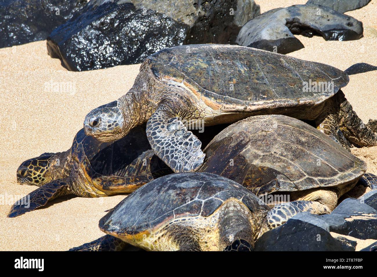 Sehr große grüne Meeresschildkröte an einem Maui Strand, die über mehrere andere Schildkröten klettert. Stockfoto