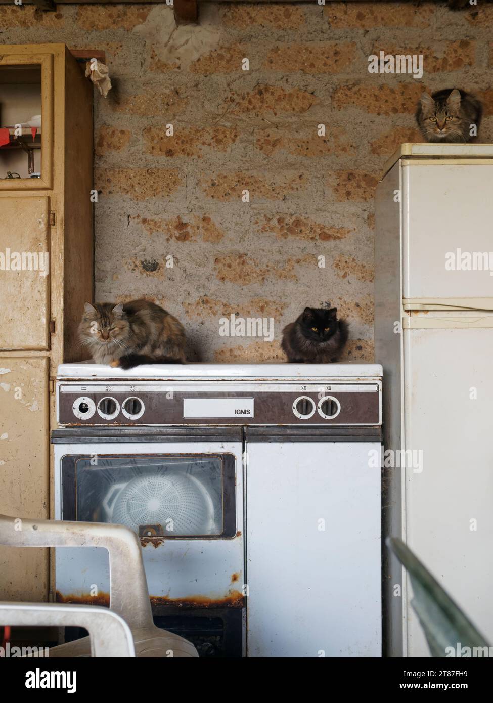 Katzen sitzen auf einem alten Herd in einem rustikalen Küchenbereich mit freiliegender Ziegelwand. Montefiascone, Region Latium, Italien. Nov. 2023. Stockfoto