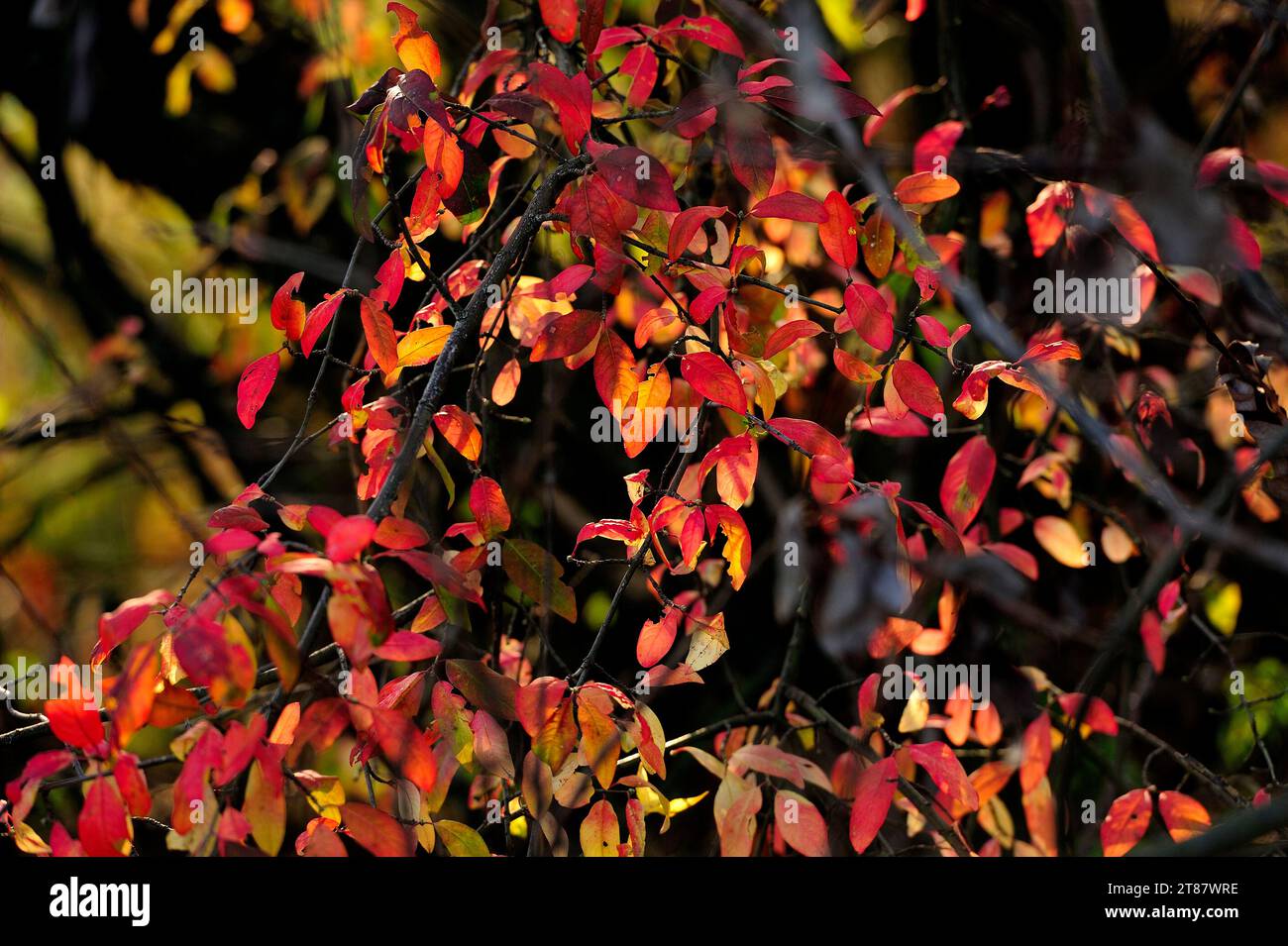 Herbst, Schönheit, Landschaft, Klima, Herbst, natürlich, landschaftlich, idyllisch, saisonal, Wetter Herbst, Wald, Pilz, Schnupfen, Foto Kazimierz Jurewicz Stockfoto