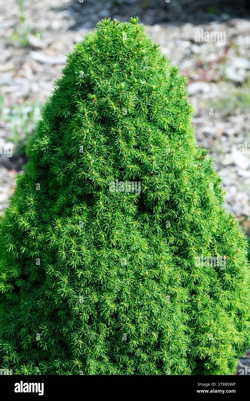 Zwerg, Baum, Picea glauca „Alberta Blue“ Stockfoto