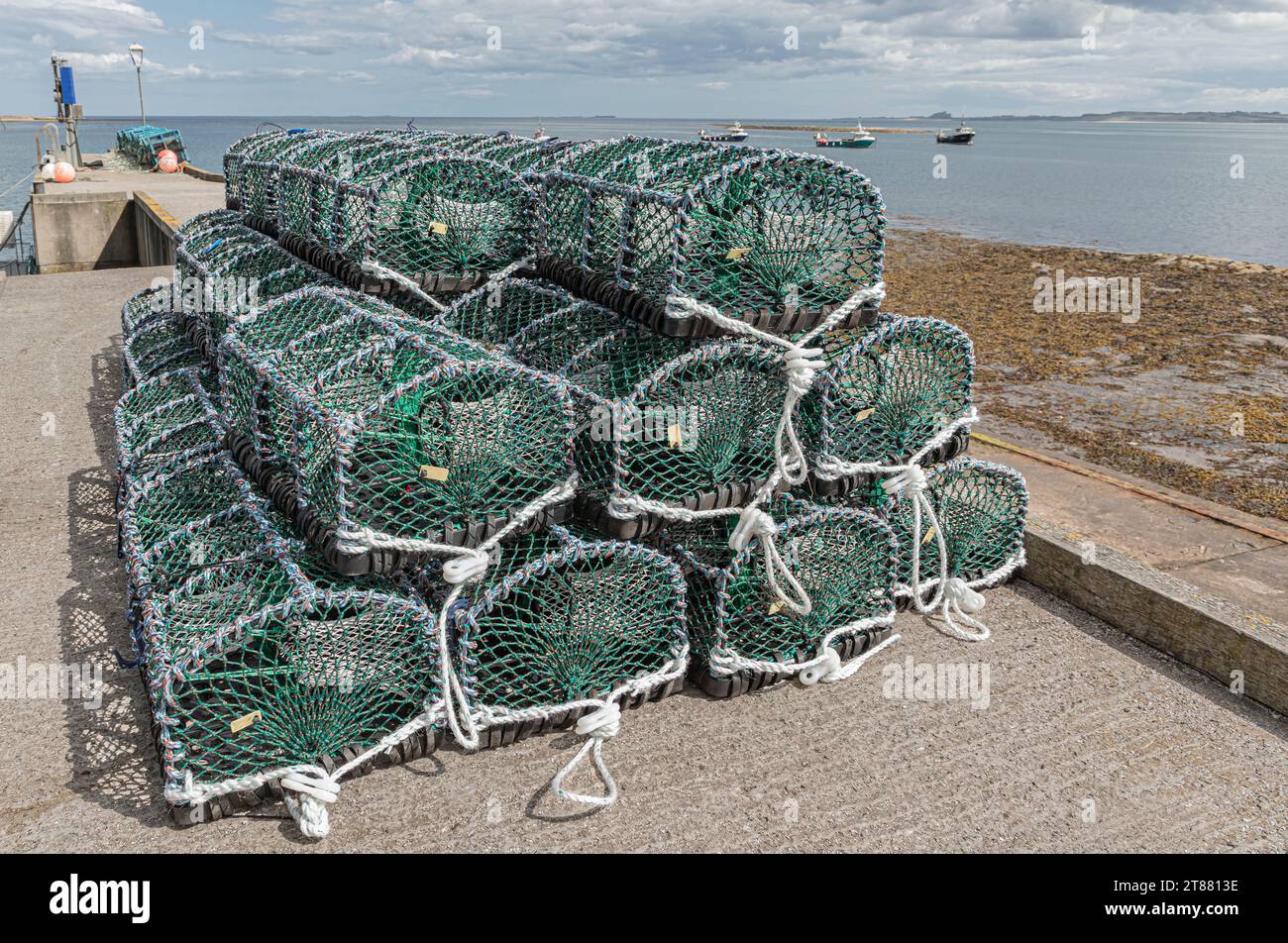 Neue grüne und weiße Hummertöpfe stapelten sich auf einem Dock Stockfoto