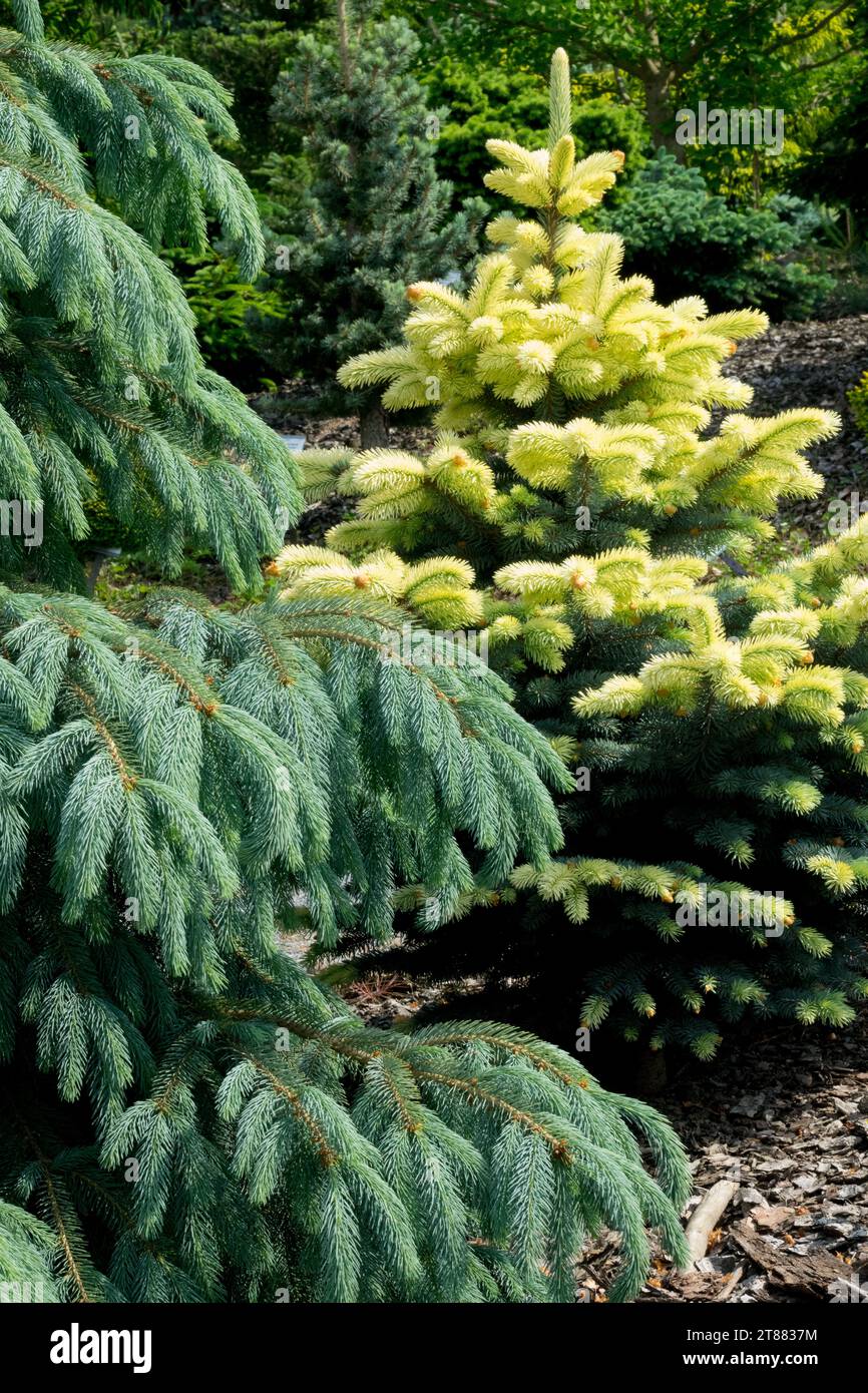 Picea engelmannii „Bushs Lace“, Picea pungens „Bialobok“, Fichte im Garten Stockfoto