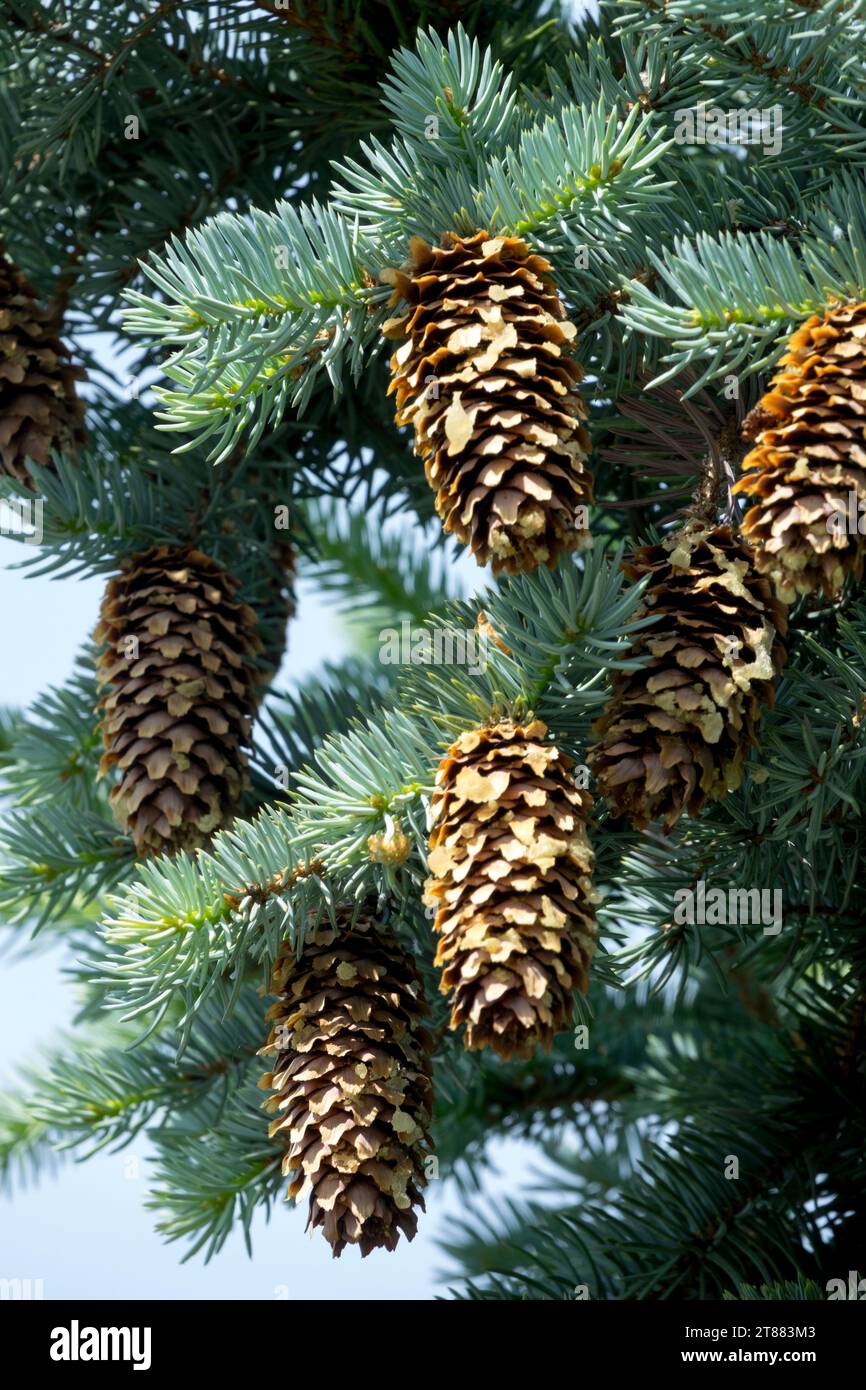 Colorado Blaufichte, Kegel, Picea pungens „Moerheim glauca“ Stockfoto