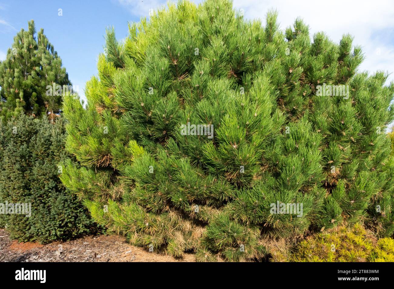 Österreichische Kiefer, Europäische Schwarzkiefer, Baum, Garten, Nadelholz, Pinus nigra „globosa Litomyšl“ Stockfoto