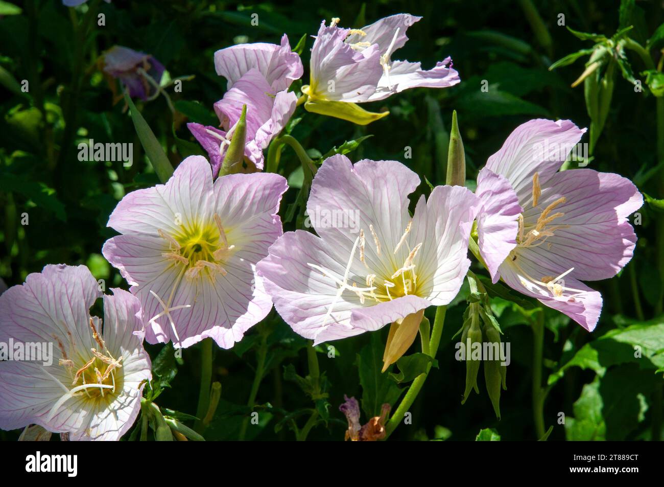 Sydney Australien, rosa Blüten einer oenothera speciosa oder Nachtkerzenpflanze im Garten Stockfoto