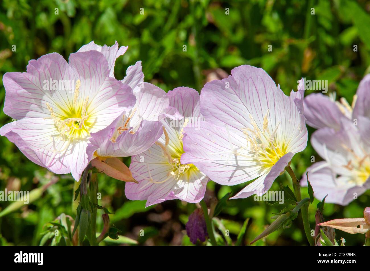 Sydney Australien, rosa Blüten einer oenothera speciosa oder Nachtkerzenpflanze im Garten Stockfoto