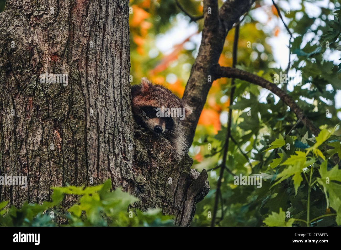 Junger Waschbär, der auf einem Baum sitzt Stockfoto
